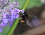 Anthophora plumipes, female, Hairy-footed Flower Bee, Alan Prowse